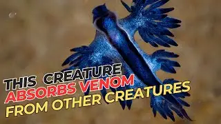 Secrets of the Blue Dragon: A Tale of Magic, Mystery, and Survival! #facts #bluedragons #ocean