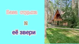 База отдыха и её животные