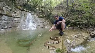 Le BISCE D'ACQUA mordono come gli altri SERPENTI?