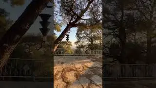 Calmness #vlog #status #status #shortvideo #instagram #s