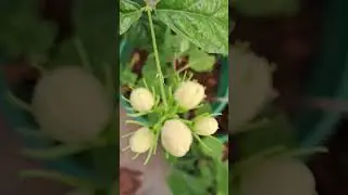 మల్లెలు (Jasmine)