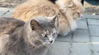 Слово котана: Корм на асфальте.