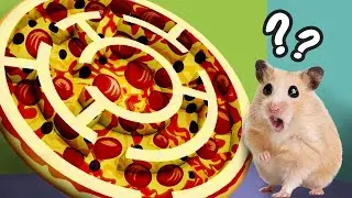 Who is your best? Hamster Chooses Best Friend | Cartoon Hamster by 햄스터 Maze