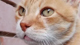 The Beauty of Senior Cats