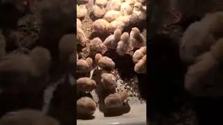 Уй шароитида жужа бокиш сирлари