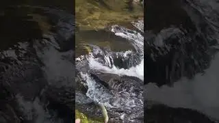 Beautiful Brown Trout August in Helen GA