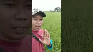 tanah yg berlumpur asam asaman, singgle pupuk green diamond  pertama dan kedua tanpa ada campuran