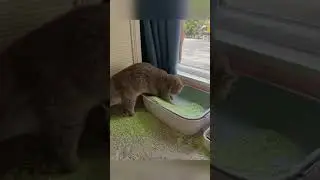 That's a lot of damage! 🔥🤷‍♂️🤣 #shorts #fail #catmemes #cat #meme #trending