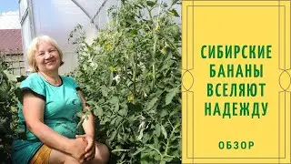 СИБИРСКИЕ БАНАНЫ ВСЕЛЯЮТ НАДЕЖДУ: Обзор