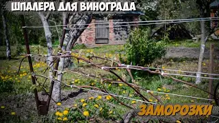ШПАЛЕРА для винограда и ЗАМОРОЗКИ
