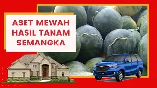 Ini Kiat Sukses Bertanam Semangka Non Biji AMARA F1 ala kediri -Jawa Timur