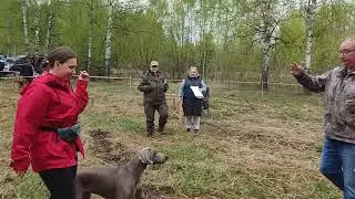 Павловская, областная выводка охотничьих собак, ринг легавых