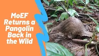 MoEF Returns a Pangolin Back in the Wild