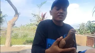 belajar terbang anak an burung merpati