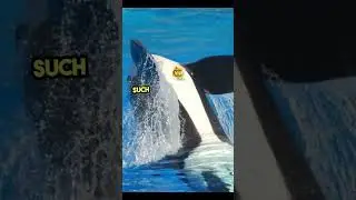 Tragedy at Sea World- Tilikum's Deadly Incident_ MOST Interesting Facts_ #facts #factshorts #orca