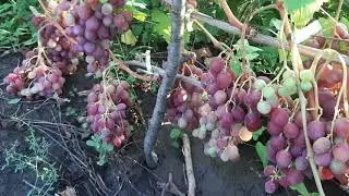 Гурман ранний - смотрим с открытым ртом