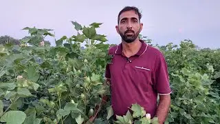 7 से 10 क्विंटल पर बीघा वाला नरमा कपास बिना खाद पानी दिए वैरायटी टाटा दिग्गज फूल, फाल फ्लावर डिंडे