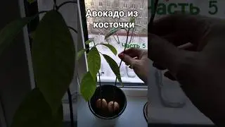 Авокадо 🥑 из косточки. Часть 5 #авокадо #авокадонаподоконнике #авокадоизкосточки
