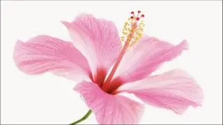 Home Remedy Hibiscus Helps To Repair Damaged Hair How TO Use