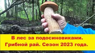 Into the forest for aspen mushrooms. Mushroom paradise of the 2023 season. Uz mežu pēc apšubekām....
