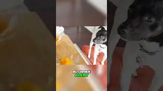 Meet the Charming Japanese Terrier (Nihon Teria)