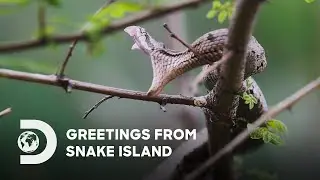 Greetings from Snake Island | IP PLAN 2025 | Discovery Channel Southeast Asia