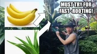 EASY-ROOTING GUIDE  FOR FICUS ELASTICA PROPAGATION