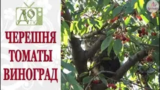 УРОЖАЙ ЧЕРЕШНИ, ПОМИДОРЫ в ТЕПЛИЦЕ (подкормка, пасынкование),  РЕЦЕПТ НАСТОЯ из СОРНЯКОВ. Vlog