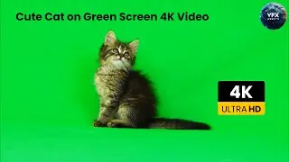 Cute Cat on Green Screen 4K Video #greenscreen #cat #cats #catlover #catgreenscreen #catvideos #vfx