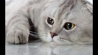 Новые приколы с кошками 2020