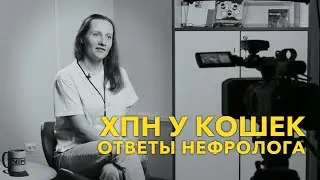 ХПН у кошек