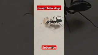 ant drinking tea 