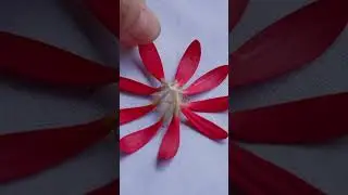 用植物拓染的技术留住鲜花绽放的印记！记得观看本周的新视频哦！ #shorts #flowers #滇西小哥