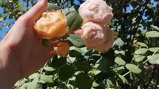 Правый розарий 30.06.24 г.