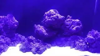 WOW! - The Biorock Looks AMAZING Under Marine Lights.
