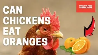 Can Chickens Eat Oranges?