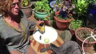 Essential Oils for Dogs