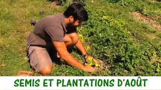 QUE SEMER ET PLANTER EN AOÛT ?
