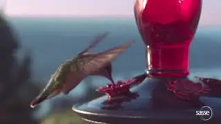 Hummingbird in full glory- super slow motion
