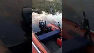 Сравнение лодок солар 380 и 330, с японским и китайским мотором