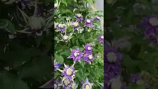 Клематис Тайга #NinaClematis #clematis #клематис