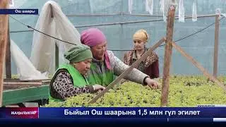 Быйыл Ош шаарына 1,5 млн гүл эгилет