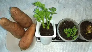 Carrots GREENS FROM ROOT VEGETABLE WASTE