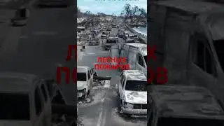 Лесной пожар начался на острове Мауи 9 августа. Из-за сильного ветра огонь быстро распространился