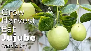 [4K] How to Grow, Harvest, Eat and Taste Jujube (Chinese Date) 