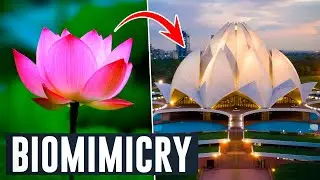 What is Biomimicry?