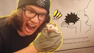 Do Not Visit the Hedgehog Cafe in Japan