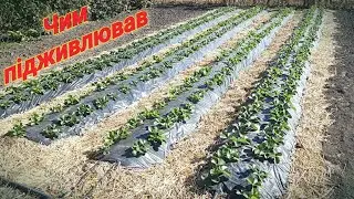 Ох і корм🤫 Яма знову повна. Готую молодок до яйцекладки. Чим підживлюю полуницю.