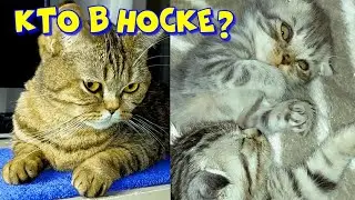 КТО ЗДЕСЬ? Смешные кошки.