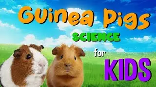 Guinea pigs | Science for Kids